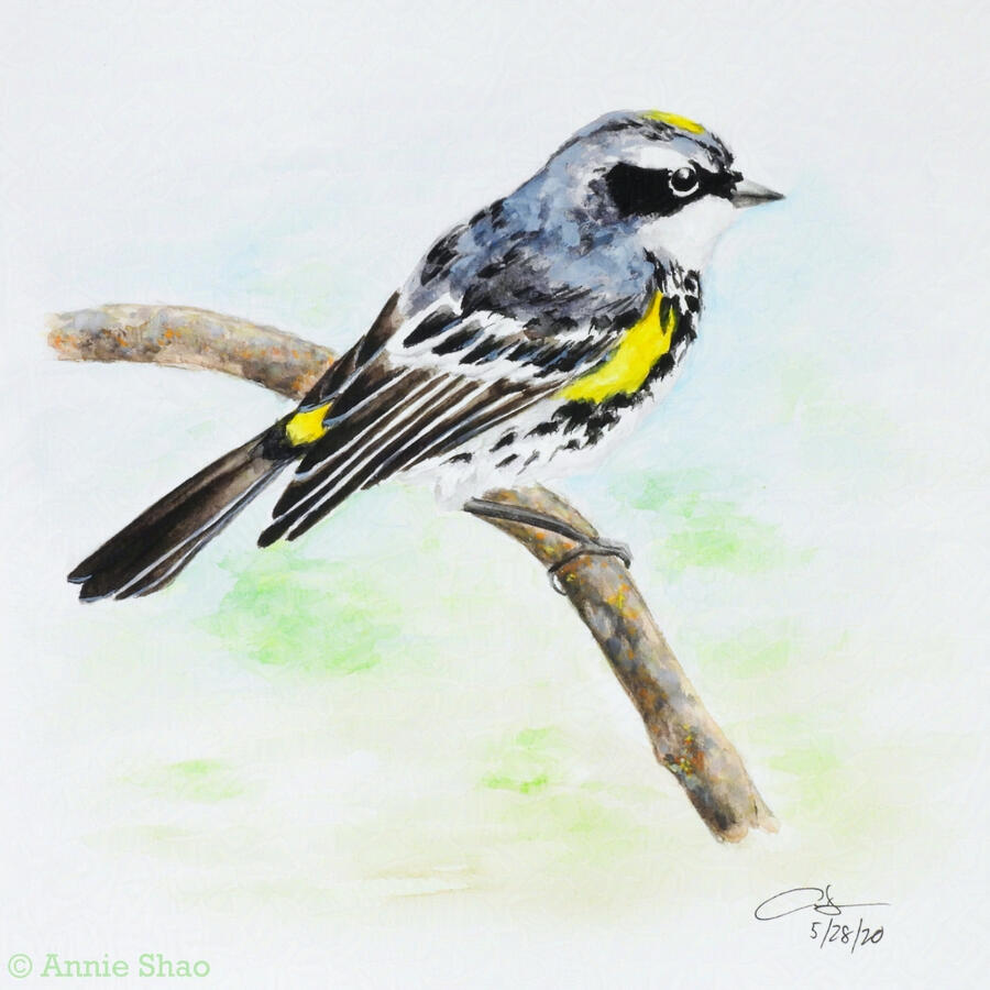 6. Yellow-rumped Warbler