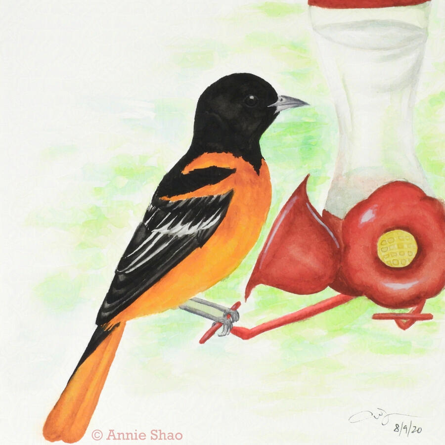 11. Baltimore Oriole