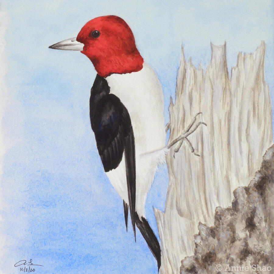 13. Red-headed Woodpecker