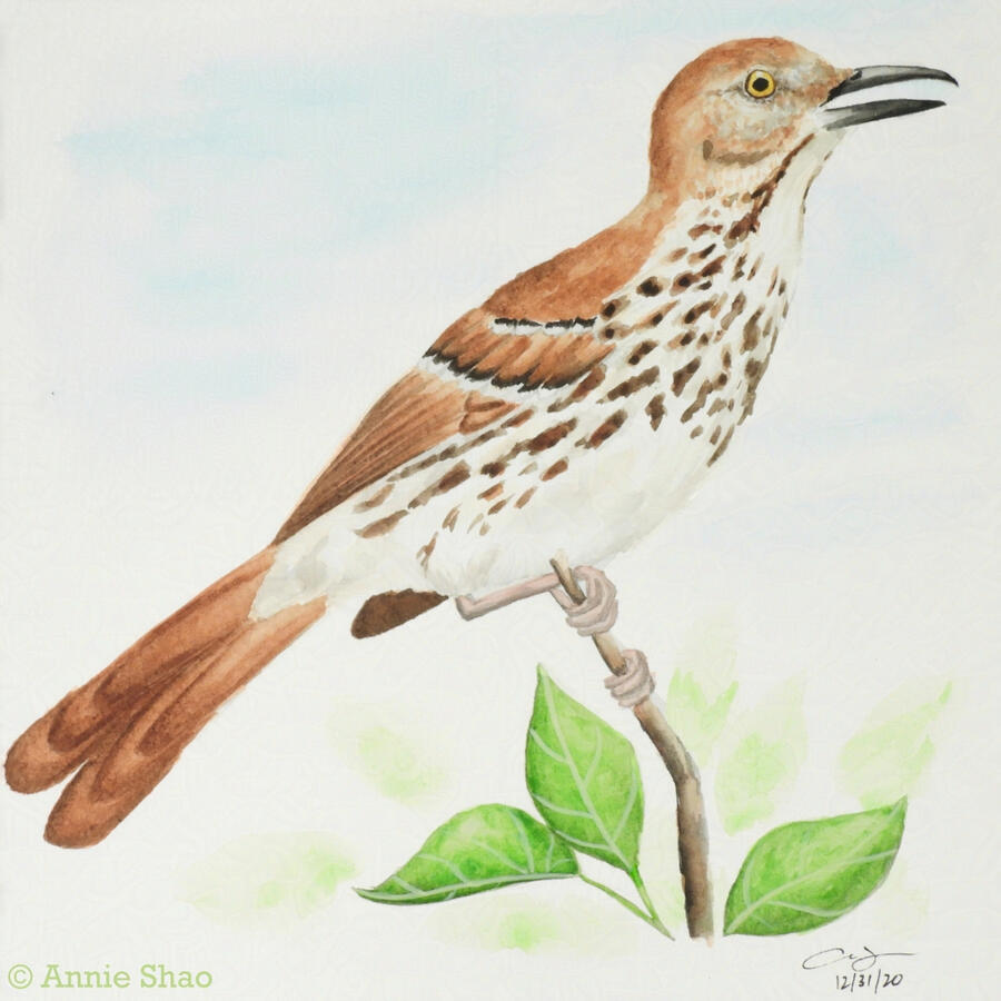 23. Brown Thrasher