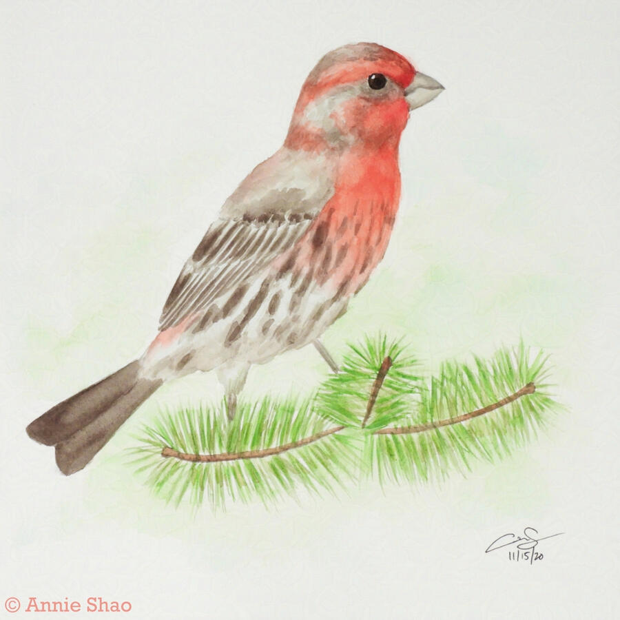 17. House Finch