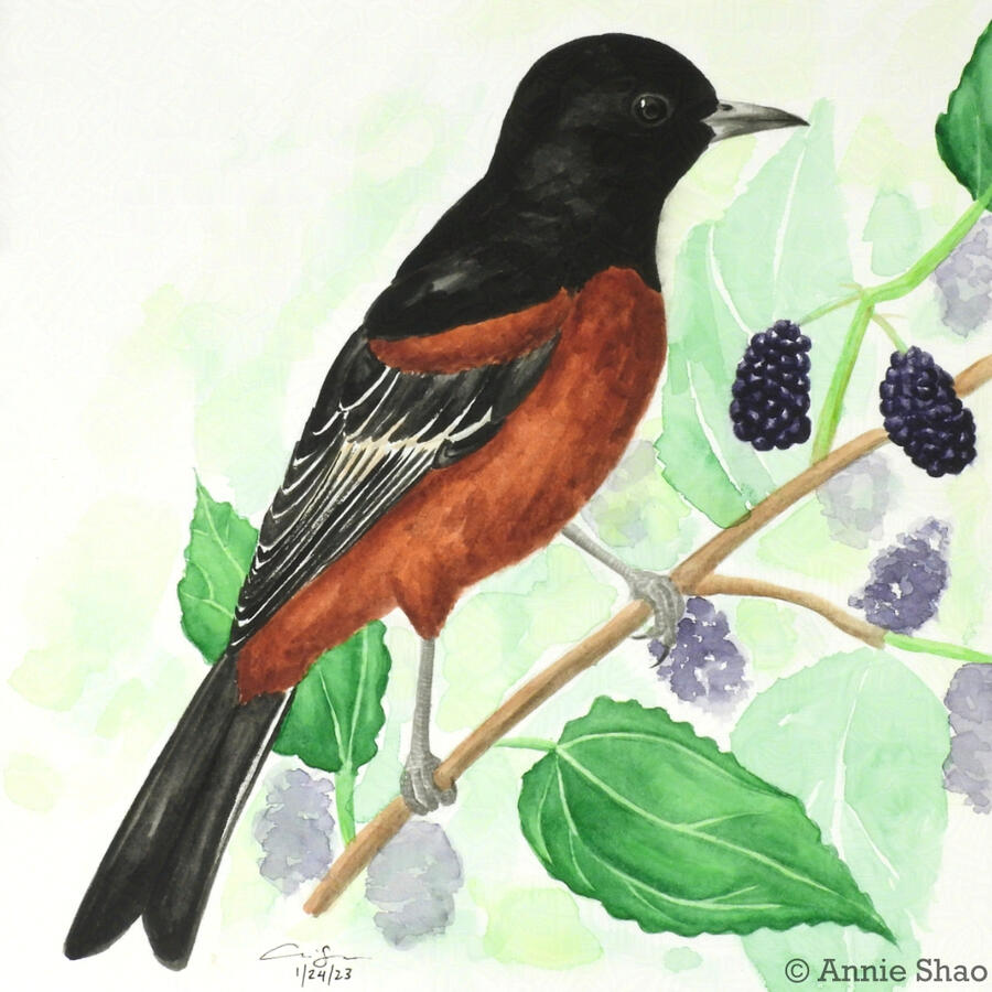 74. Orchard Oriole