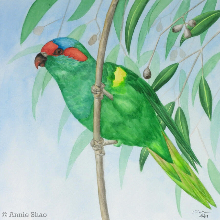 101. Musk Lorikeet