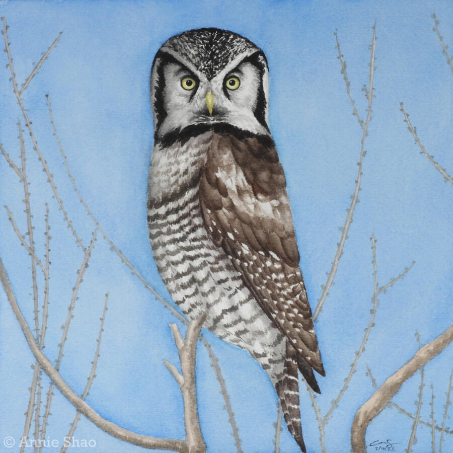 Detailed watercolor painting of a northern hawk owl perched on a thin bare branch with blue sky. The owl's body faces the left side while the head is turned directly to the front, showing its light yellow eyes. The owl has a mottled black cap, dark barring