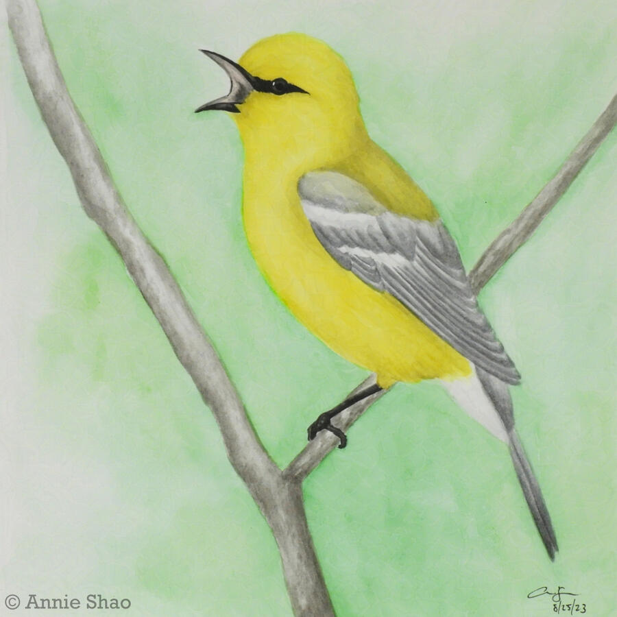 91. Blue-winged Warbler