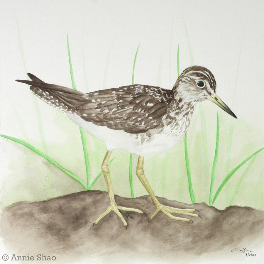 90. Solitary Sandpiper