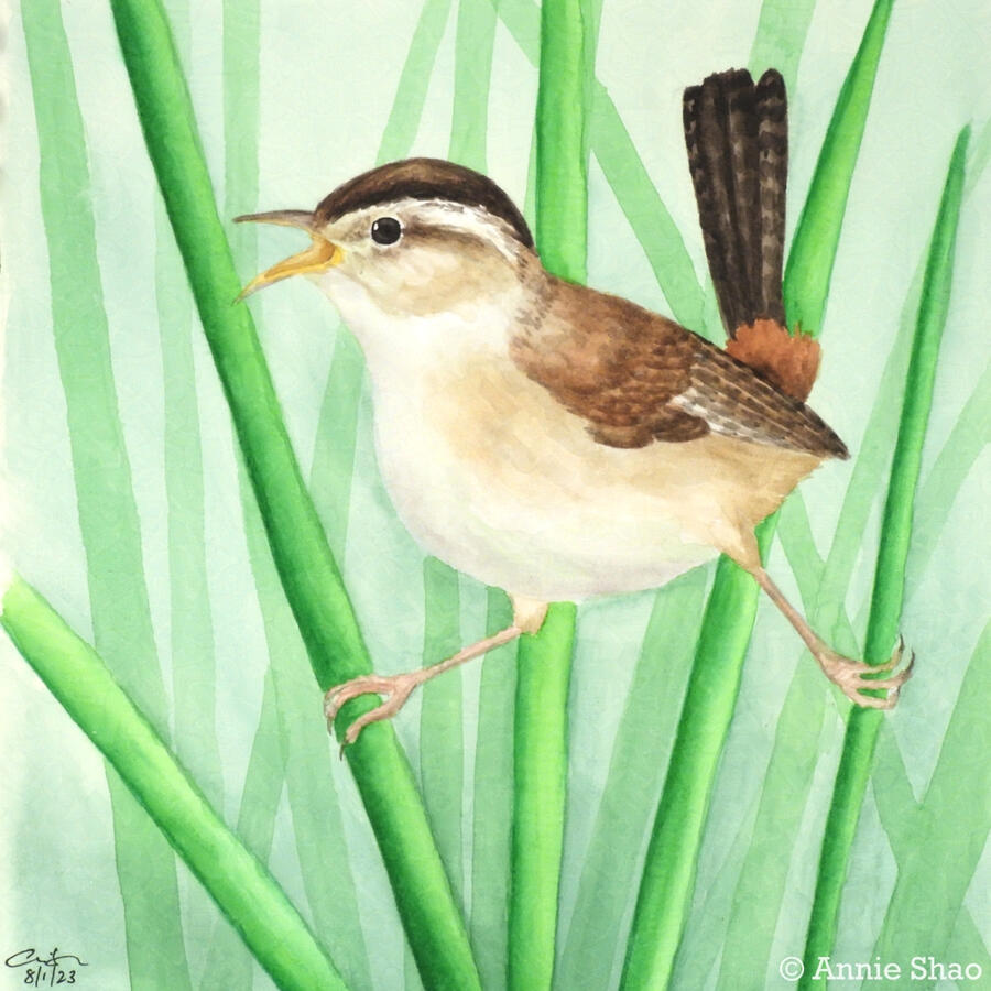 Detailed watercolor painting of a marsh wren balancing between two cattail leaves. The small brown bird's mouth is open, suggesting that it is singing. The background shows more cattail stalks.