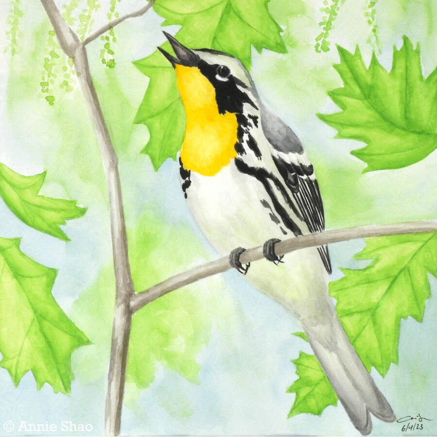 85. Yellow-throated Warbler