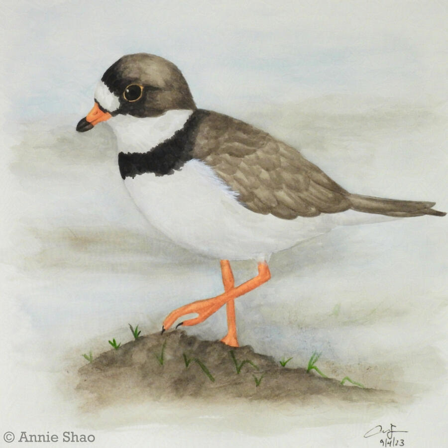 92. Semipalmated Plover