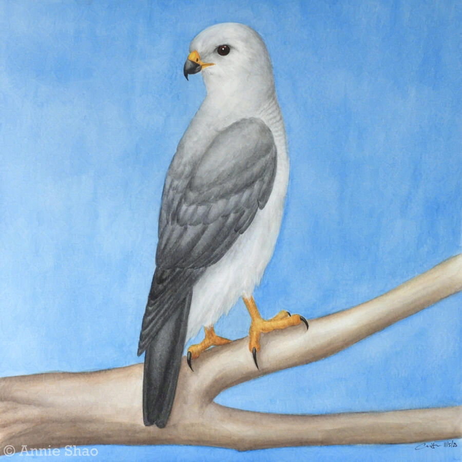 97. Gray Goshawk