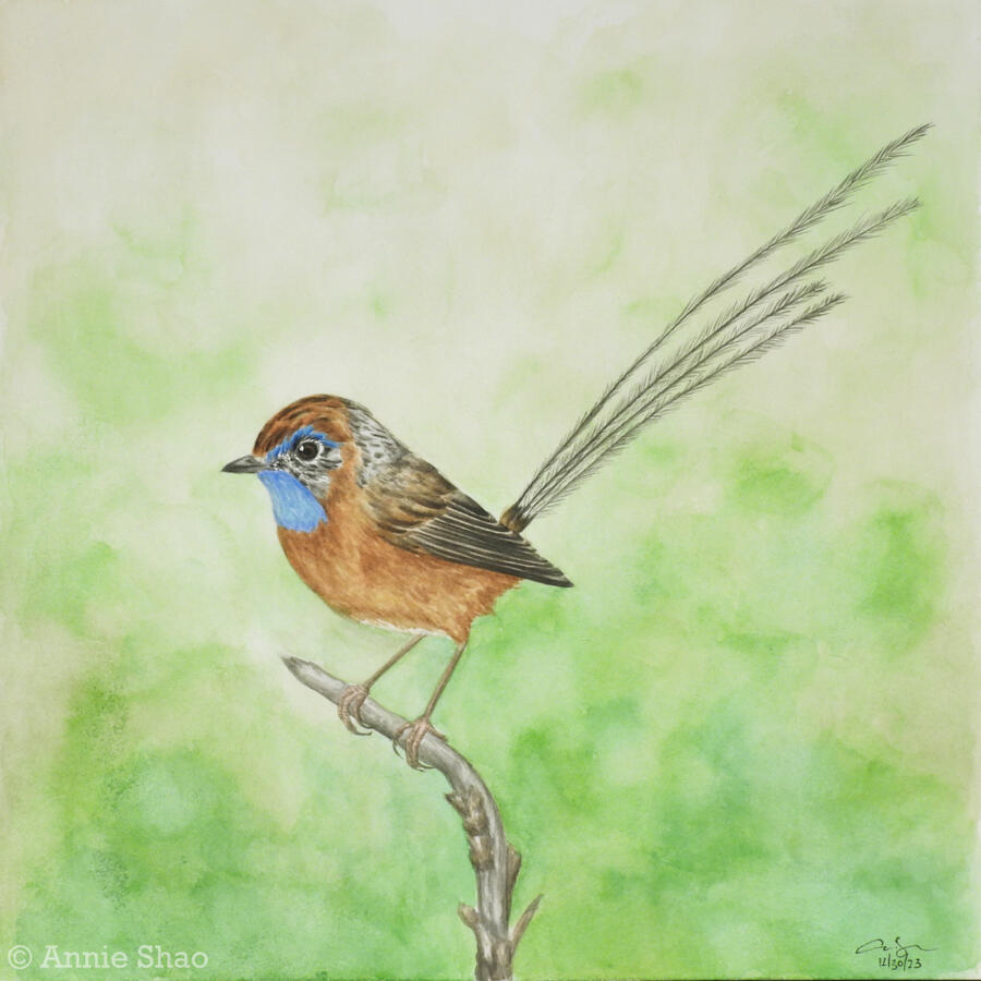 103. Southern Emu-wren