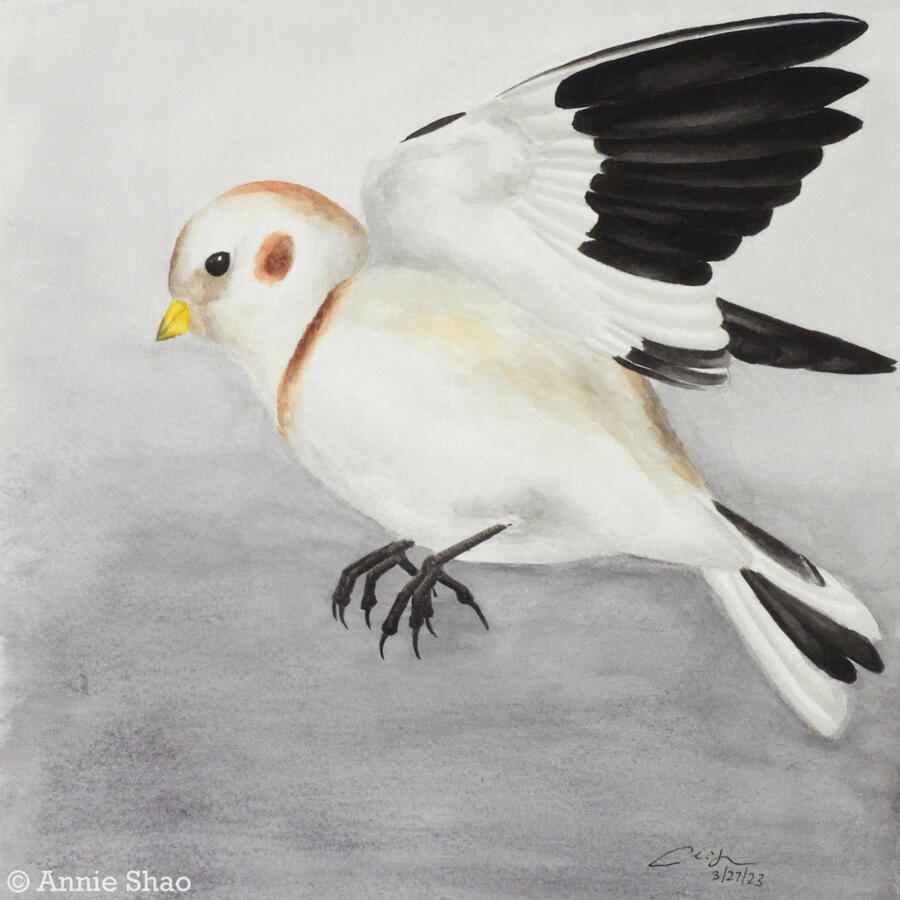 Detailed watercolor painting of a snow bunting in non-breeding plumage. The small white bird with black wingtips and feet is in flight against a misty gray background.