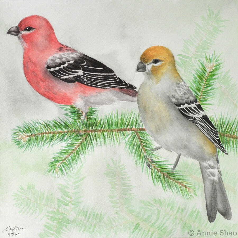 Detailed watercolor painting of a pair of pine grosbeaks perched on a spruce branch. The male is on the left of the image and light-red with black and white wings. The female is standing in front of the male's tail and is gray with orange-yellow on her hea