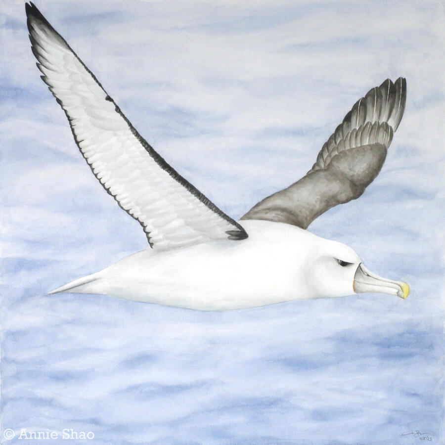 Detailed watercolor painting of a white-capped albatross in flight with wavy water in the background. The large seabird has a white body with warm gray wings.