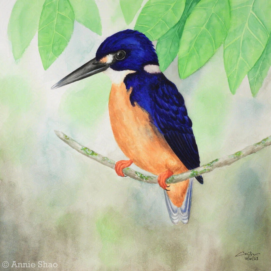 Detailed watercolor painting of an azure kingfisher perched on a thin bowed horizontal branch. The bird has a very long dark gray beak and large head, making it very top heavy. Its head, back and wings are bright ultramarine blue, while its chest is an ora