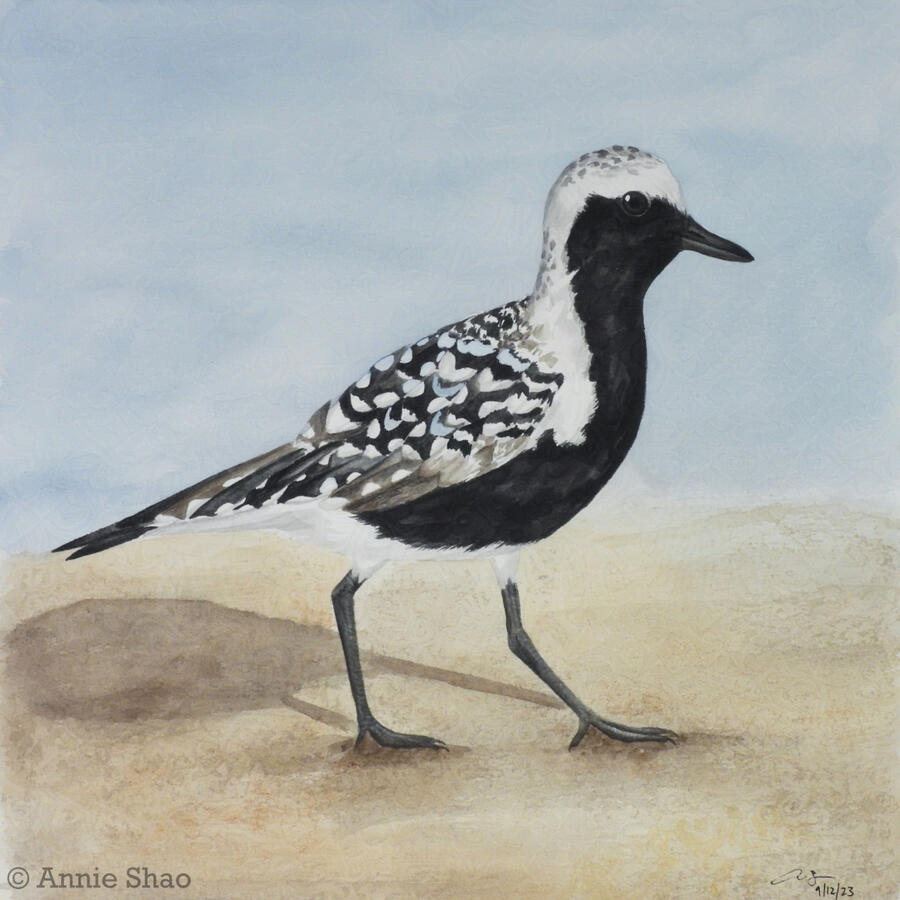 93. Black-bellied Plover