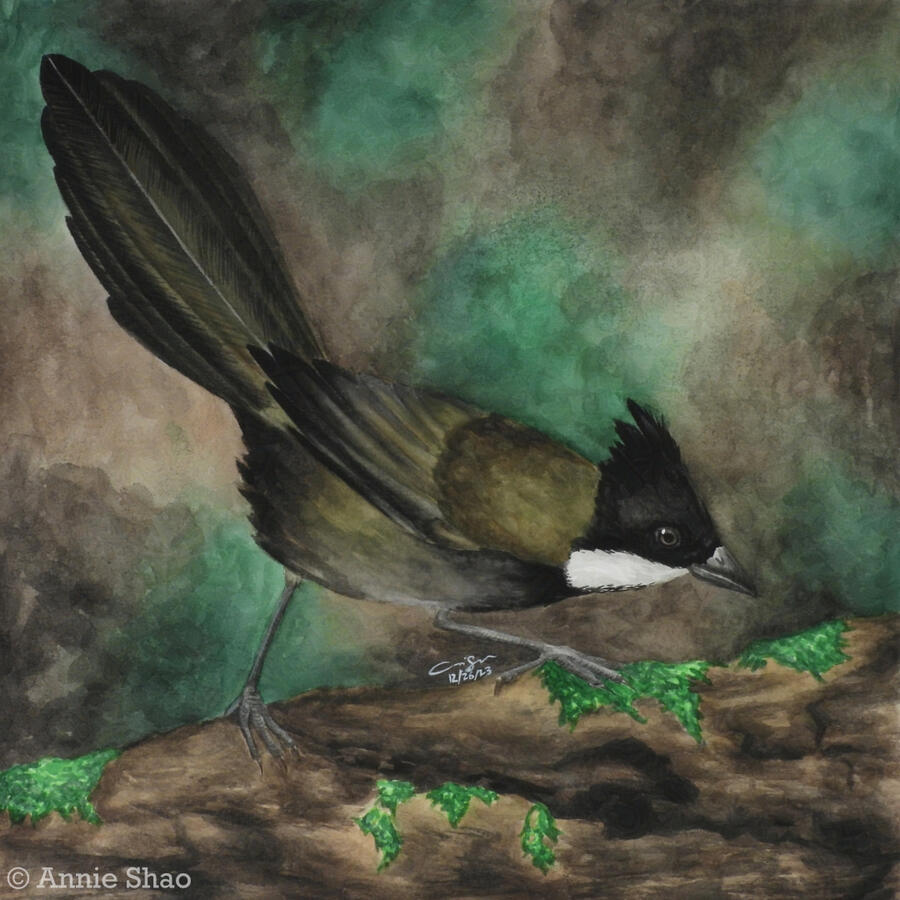 102. Eastern Whipbird