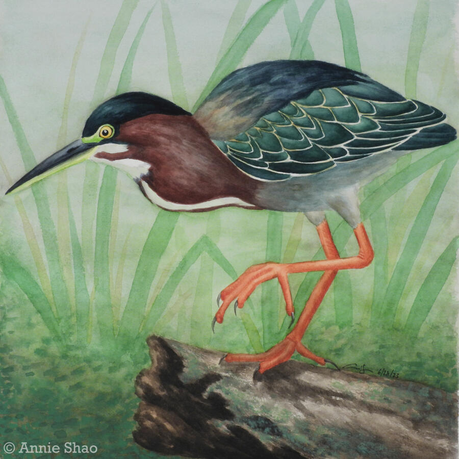 Detailed watercolor painting of a green heron perched on a broken log. It is a small heron with a dark green iridescent back, red-brown throat, and bright orange legs. The background is light green with cattails and duckweed.