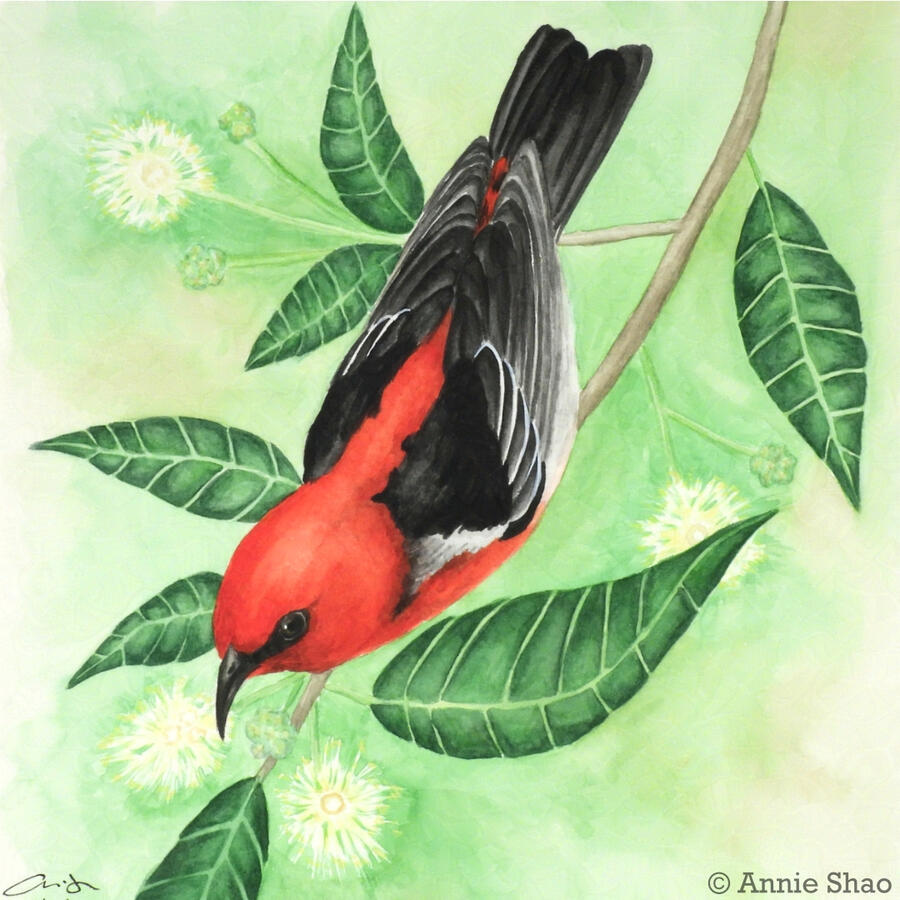 Detailed watercolor painting of a scarlet myzomela, a small red bird with a curved, pointed black bill and black and white wings. The bird is facing downward and is perched on a turpentine tree branch.