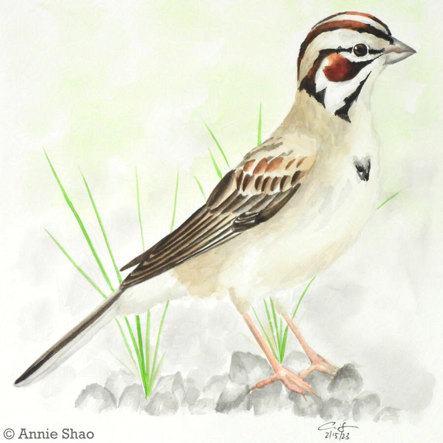 76. Lark Sparrow