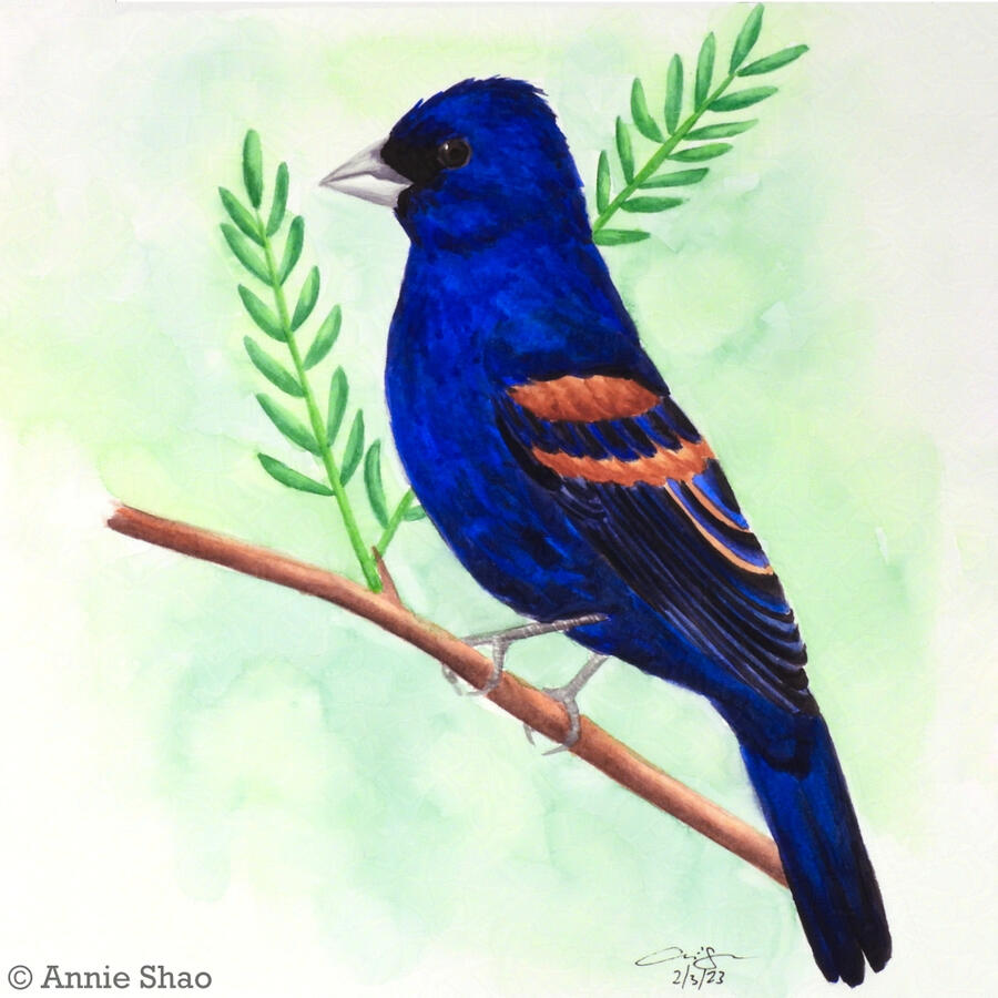 75. Blue Grosbeak