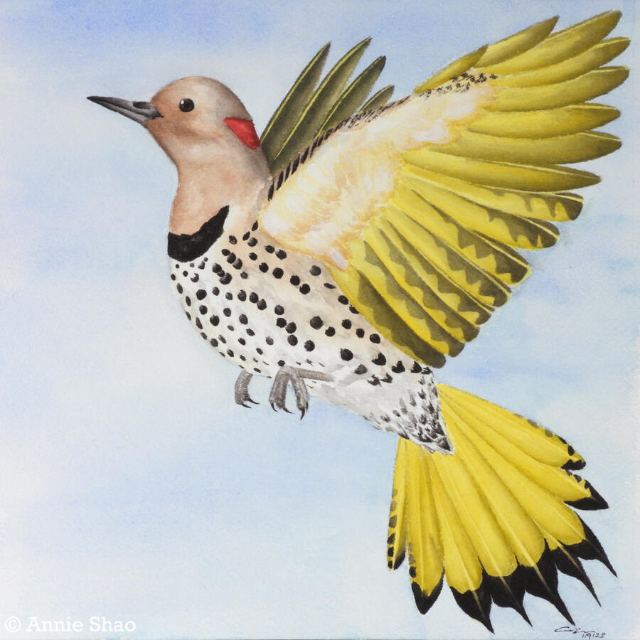 Detailed watercolor painting of a female yellow-shafted northern flicker in flight against blue sky. The bird is seen from the side, showing off the bright yellow of the underside of her wings and tail. Her head is tan with a red stripe on the back of her