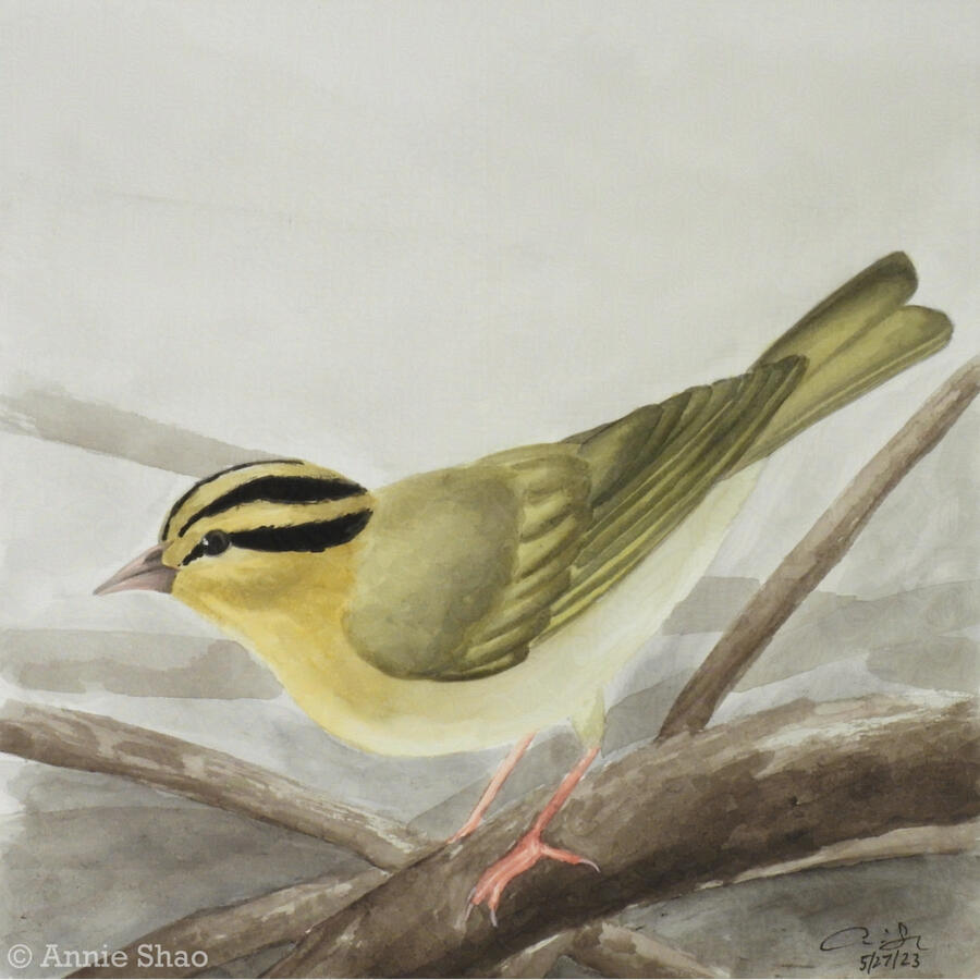 84. Worm-eating Warbler