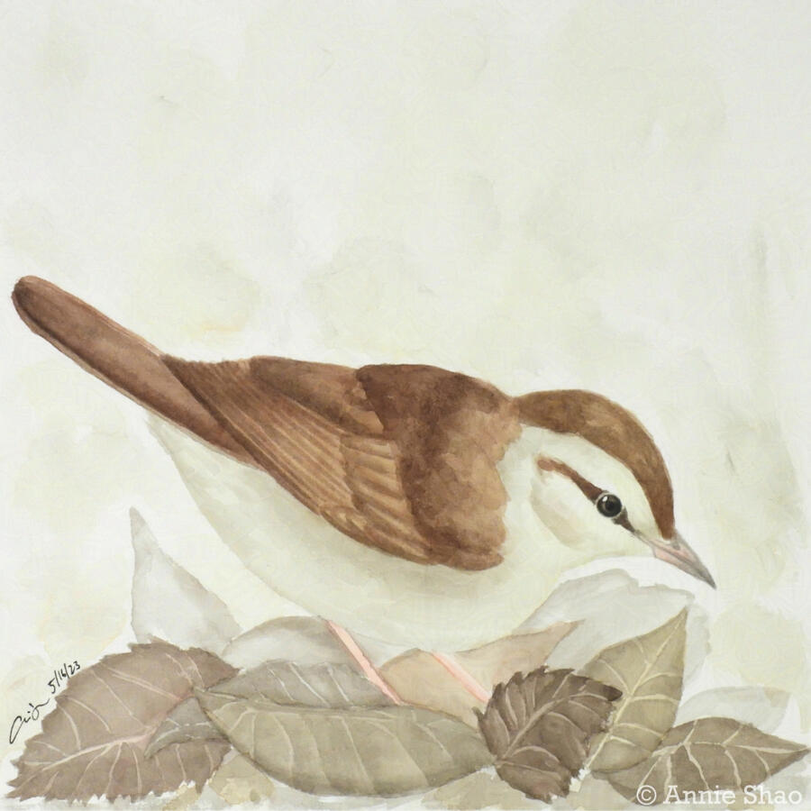 83. Swainson's Warbler