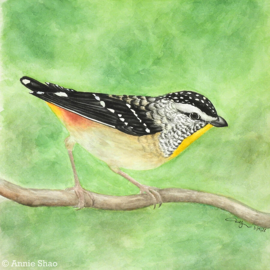 Detailed watercolor painting of a spotted pardalote perched on a horizontal branch. The bird has fine black-and-white patterning on its wings, tail, cap, and cheeks. It has a bright yellow throat and orange to yellow undertail feathers. The background is b