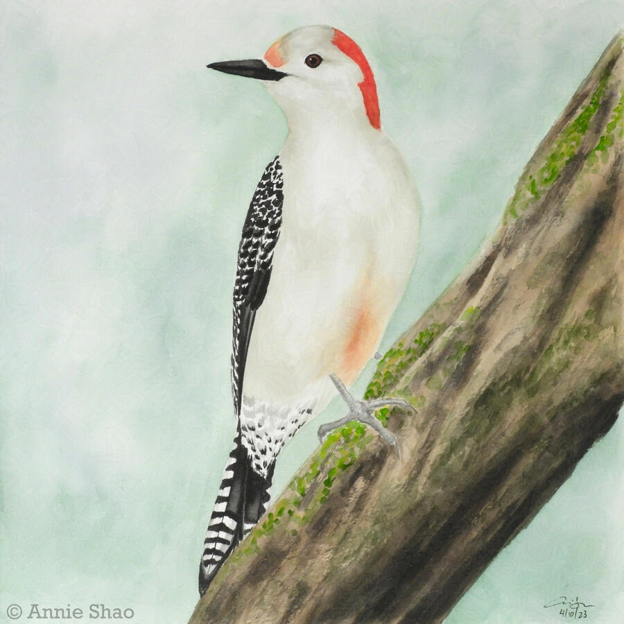 Detailed watercolor painting of a female red-bellied woodpecker perched on a large, moss-covered diagonal tree branch. She is a large woodpecker with a white chest and blush red on her lower belly, a broken red cap, long black beak, and black and white win