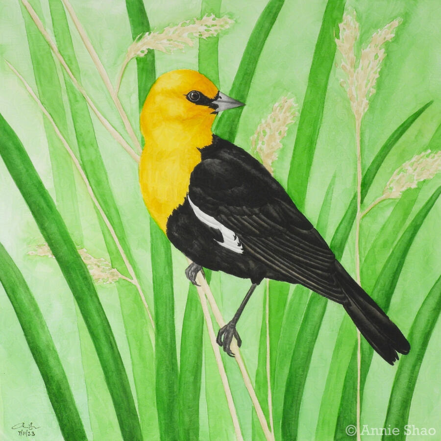 Detailed watercolor painting of a male yellow-headed blackbird perched on a dry grass stalk with green cattail leaves in the background. The bird is shown from the side, with his head looking over his back. He has a bright yellow head and chest, and the re