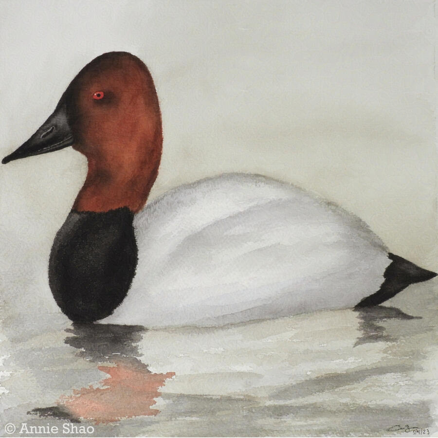 82. Canvasback