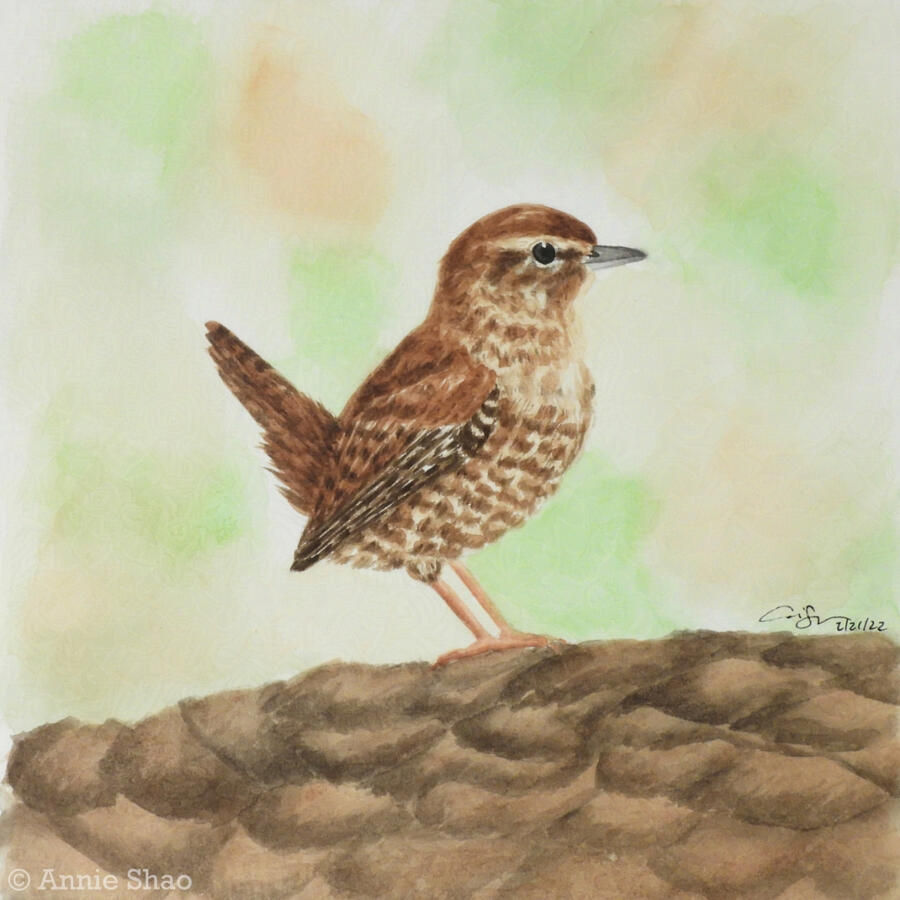 45. Winter Wren