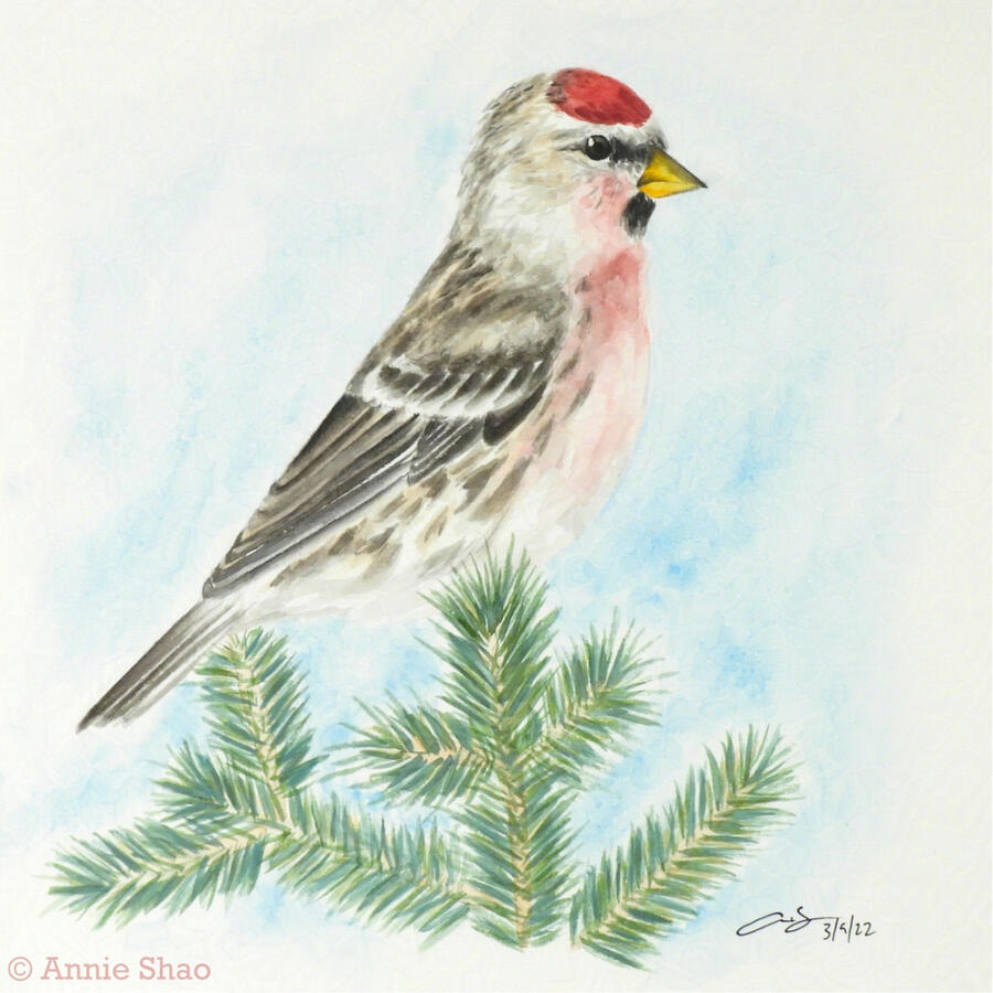 47. Common Redpoll