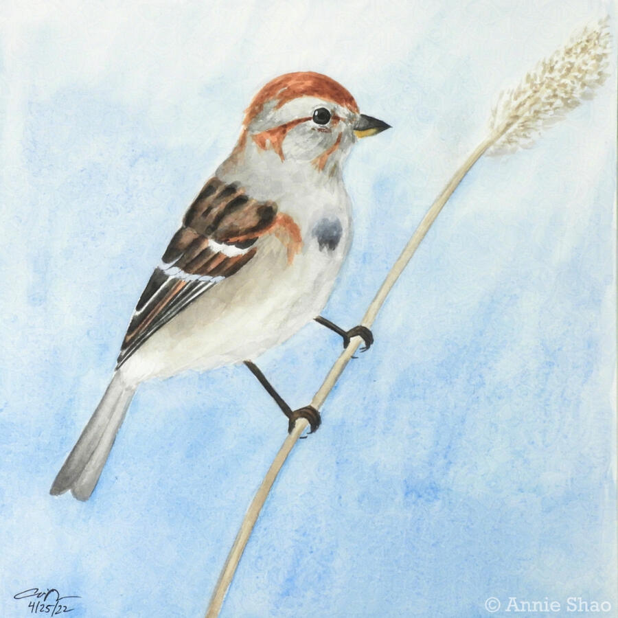 52. American Tree Sparrow