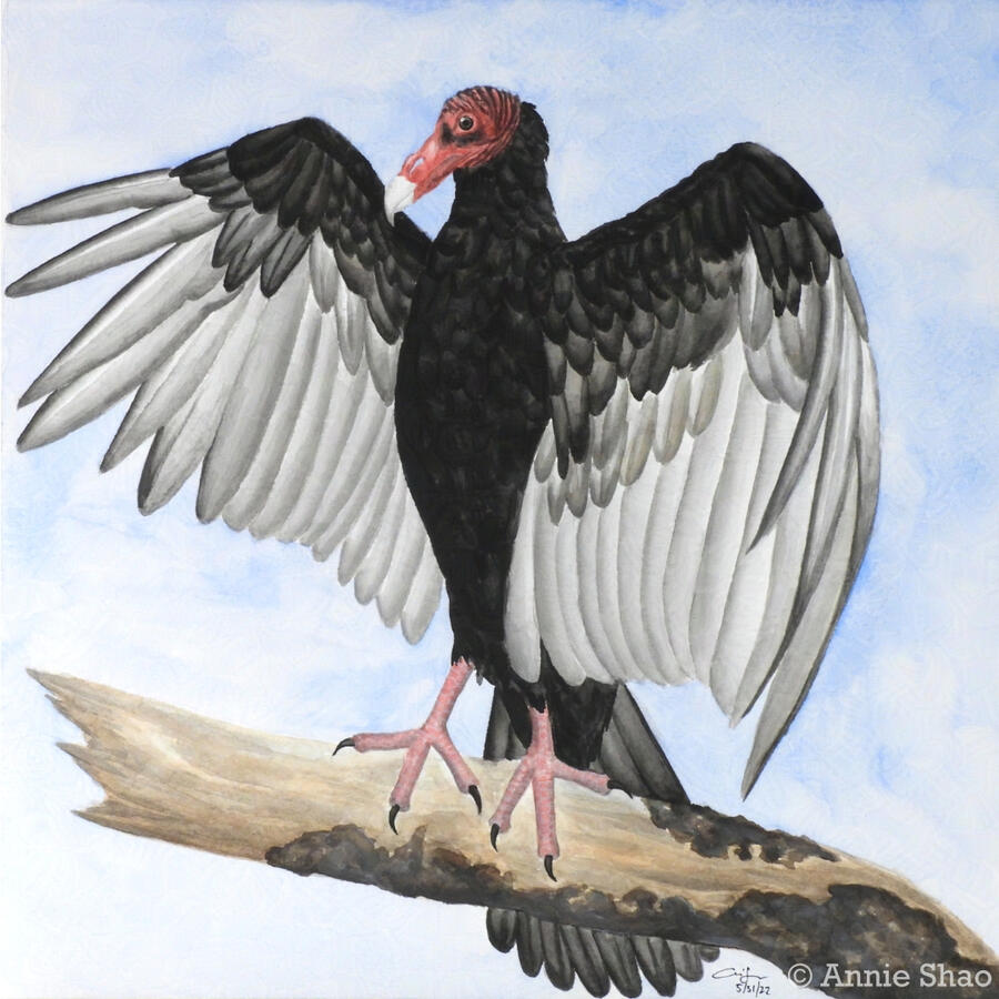 57. Turkey Vulture