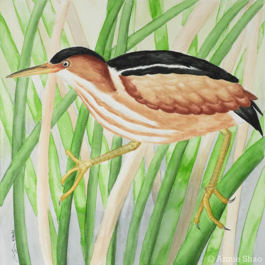 61. Least Bittern