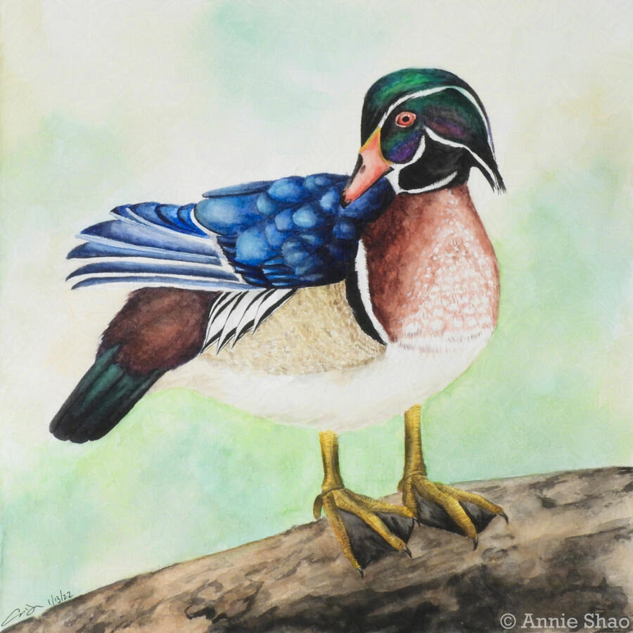 41. Wood Duck