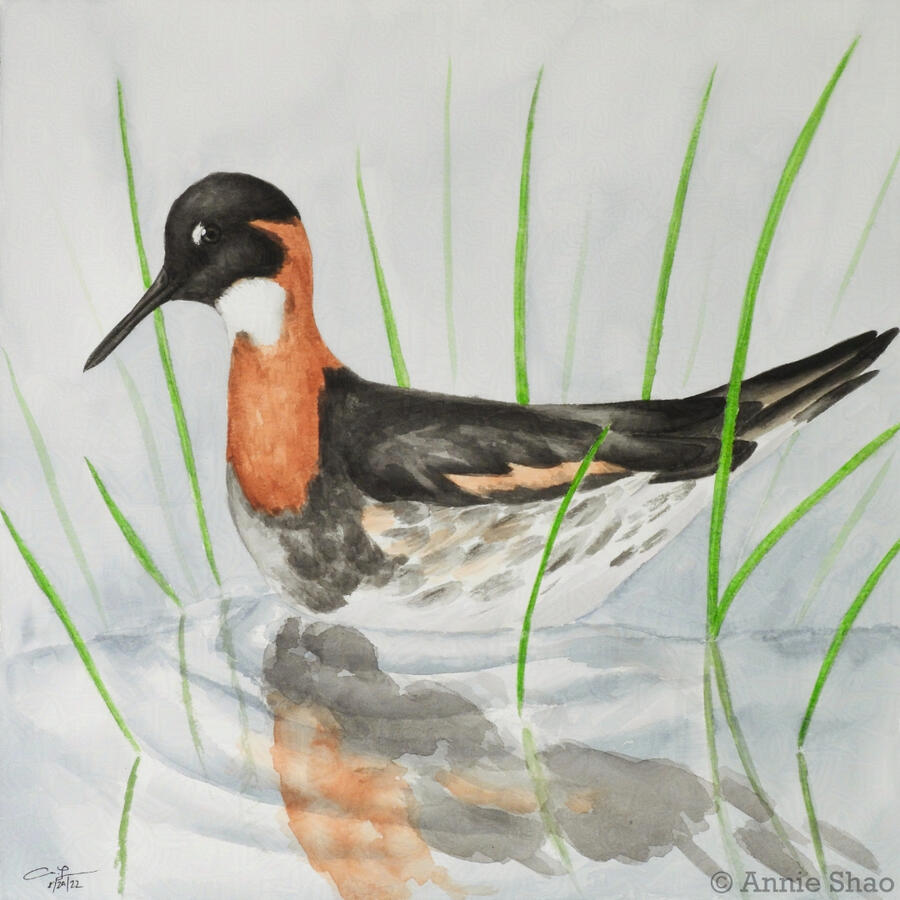 67. Red-necked Phalarope