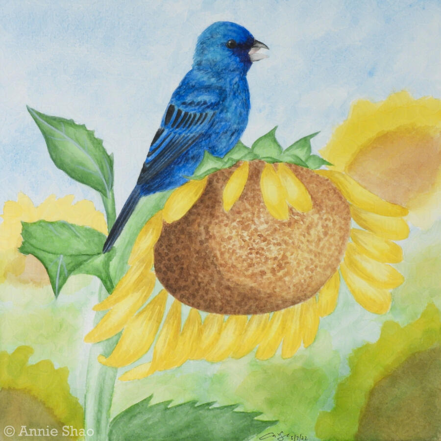 46. Indigo Bunting