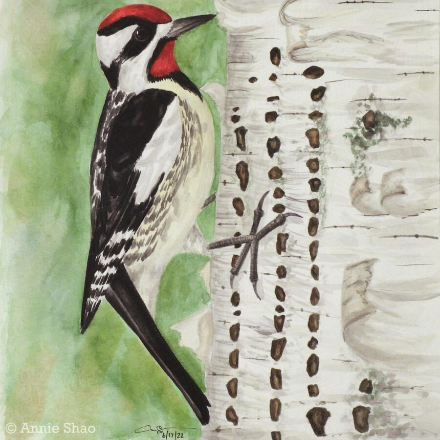 60. Yellow-bellied Sapsucker