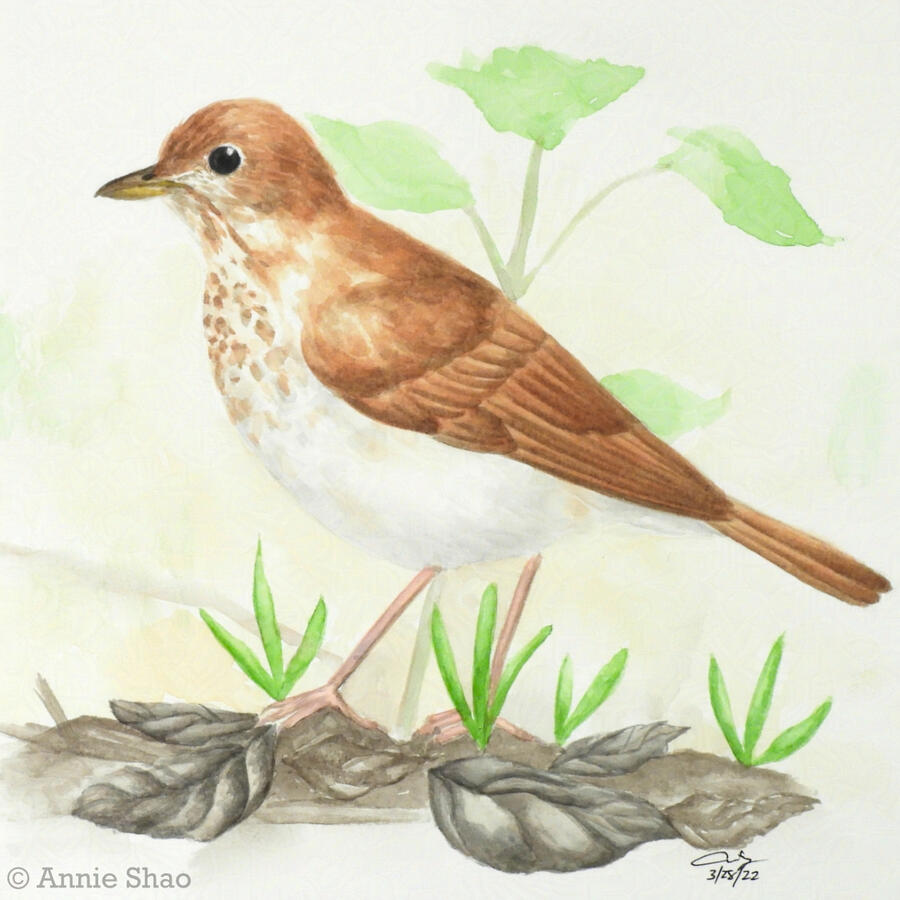 49. Veery