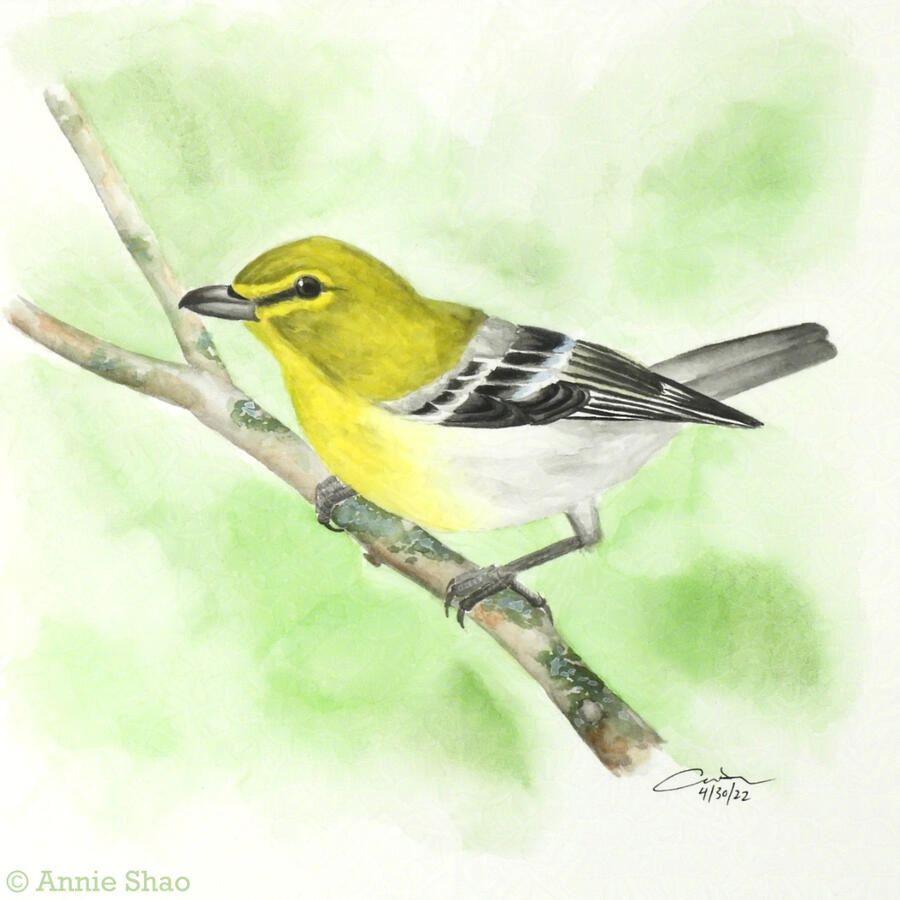 53. Yellow-throated Vireo