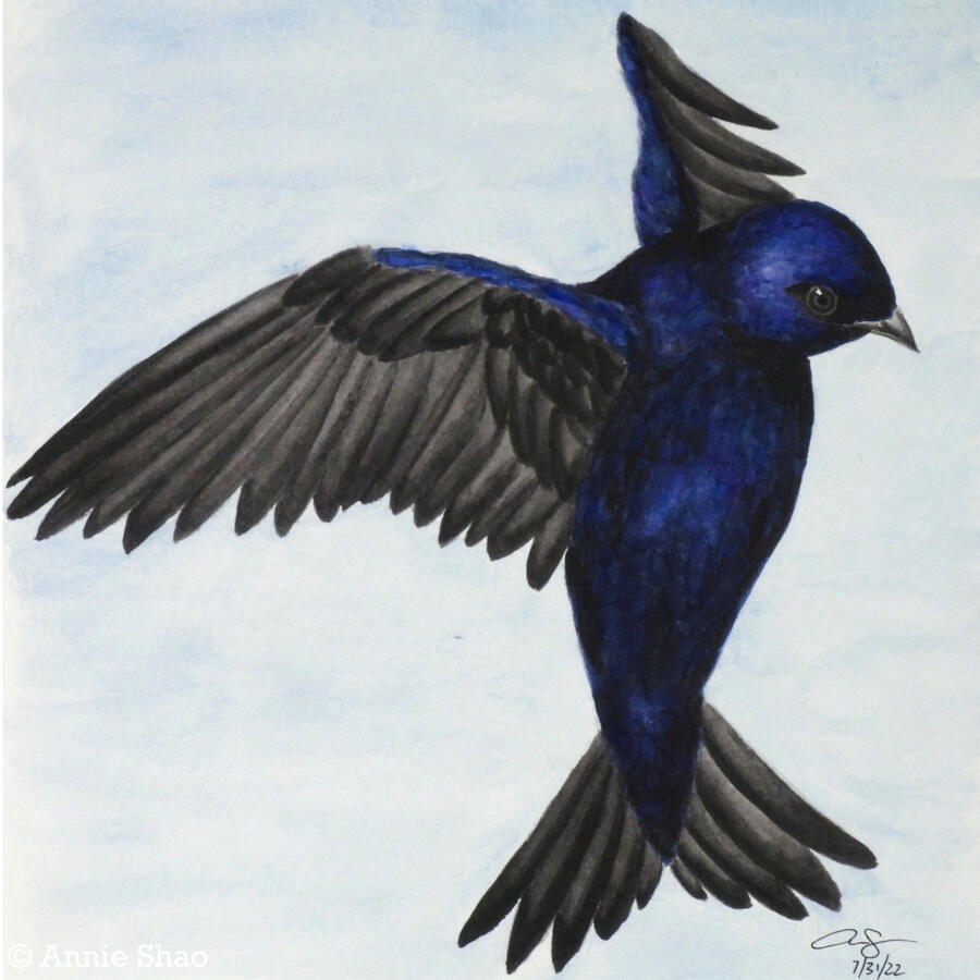 65. Purple Martin