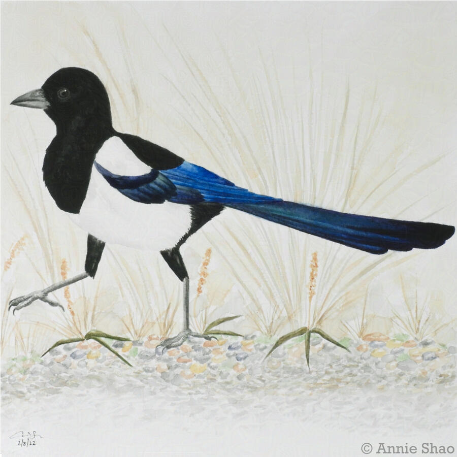 43. Black-billed Magpie