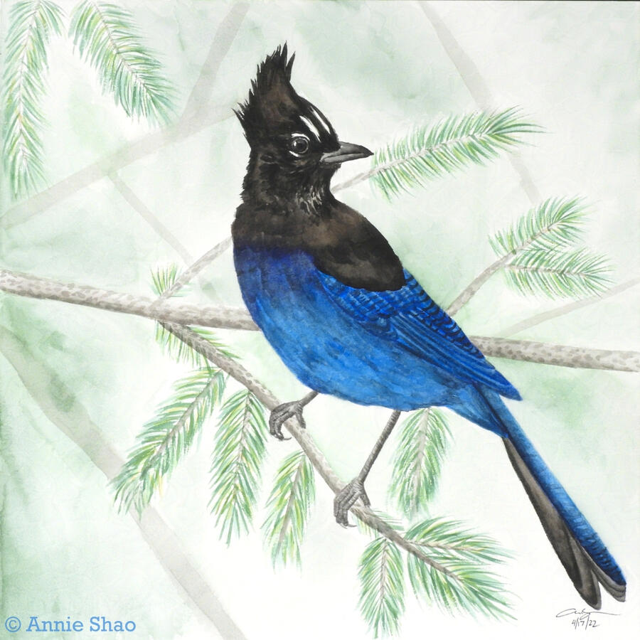 51. Steller&#39;s Jay