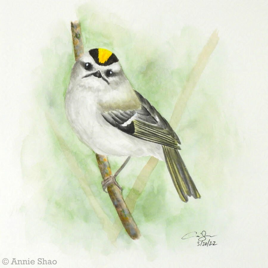 48. Golden-crowned Kinglet