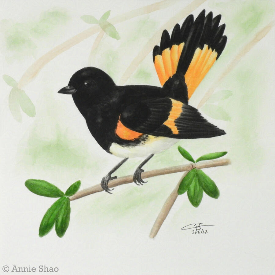 44. American Redstart