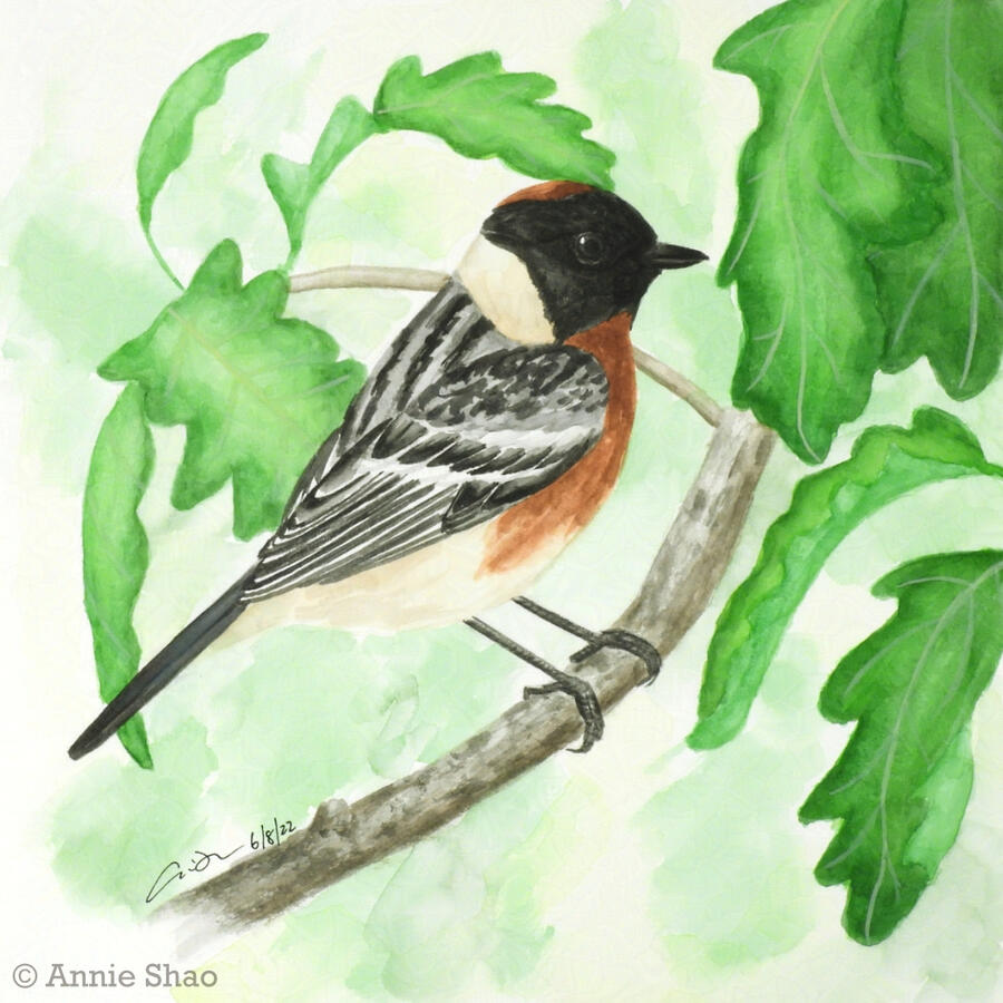 59. Bay-breasted Warbler