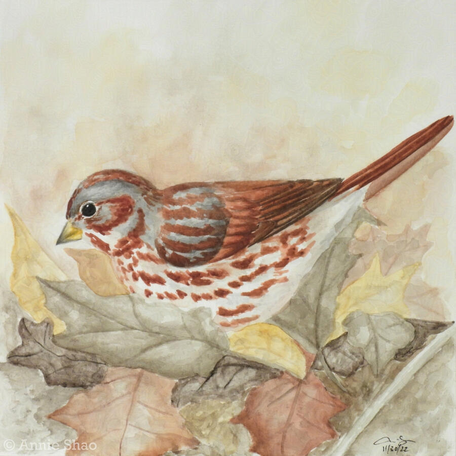 71. Fox Sparrow